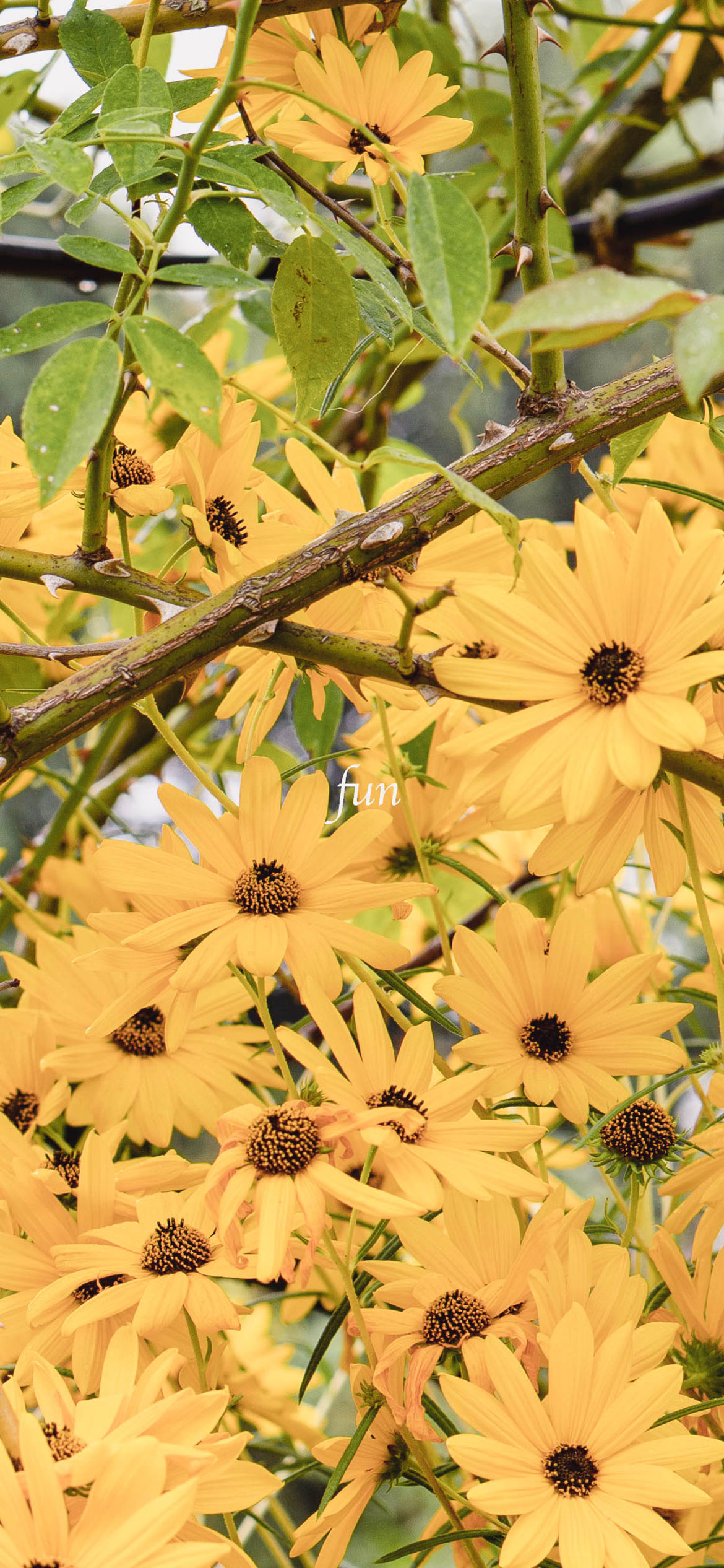 iPhone14・13・13Pro・12・12Proの花の壁紙