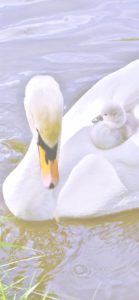 白鳥の親子2
