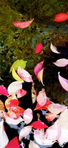 ピンク色の落ち葉1