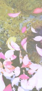 ピンク色の落ち葉2