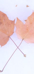 オレンジ色と茶色の落ち葉2