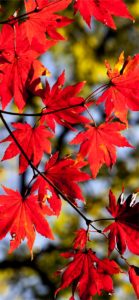 赤いもみじ1