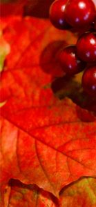 赤い実と赤い葉1