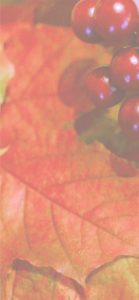 赤い実と赤い葉2