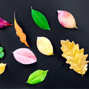 カラフルな落ち葉1