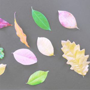 カラフルな落ち葉2