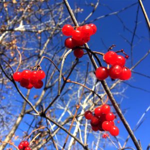 秋の赤い実1