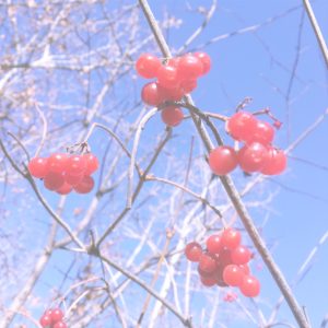 秋の赤い実2