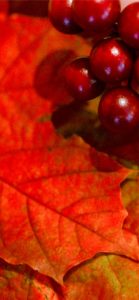 赤い実と秋の葉1