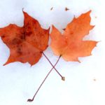 iPad10.2インチロック画面等のシンプルおしゃれな秋の無料壁紙が取り放題