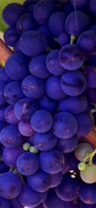 ぶどう6