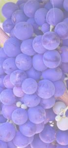 ぶどう5