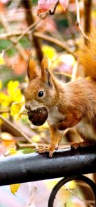 どんぐりとリス2