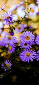 淡い紫色の秋の花2