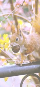 どんぐりとリス1