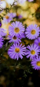 淡い紫の秋の花2