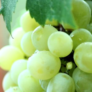 ぶどう7