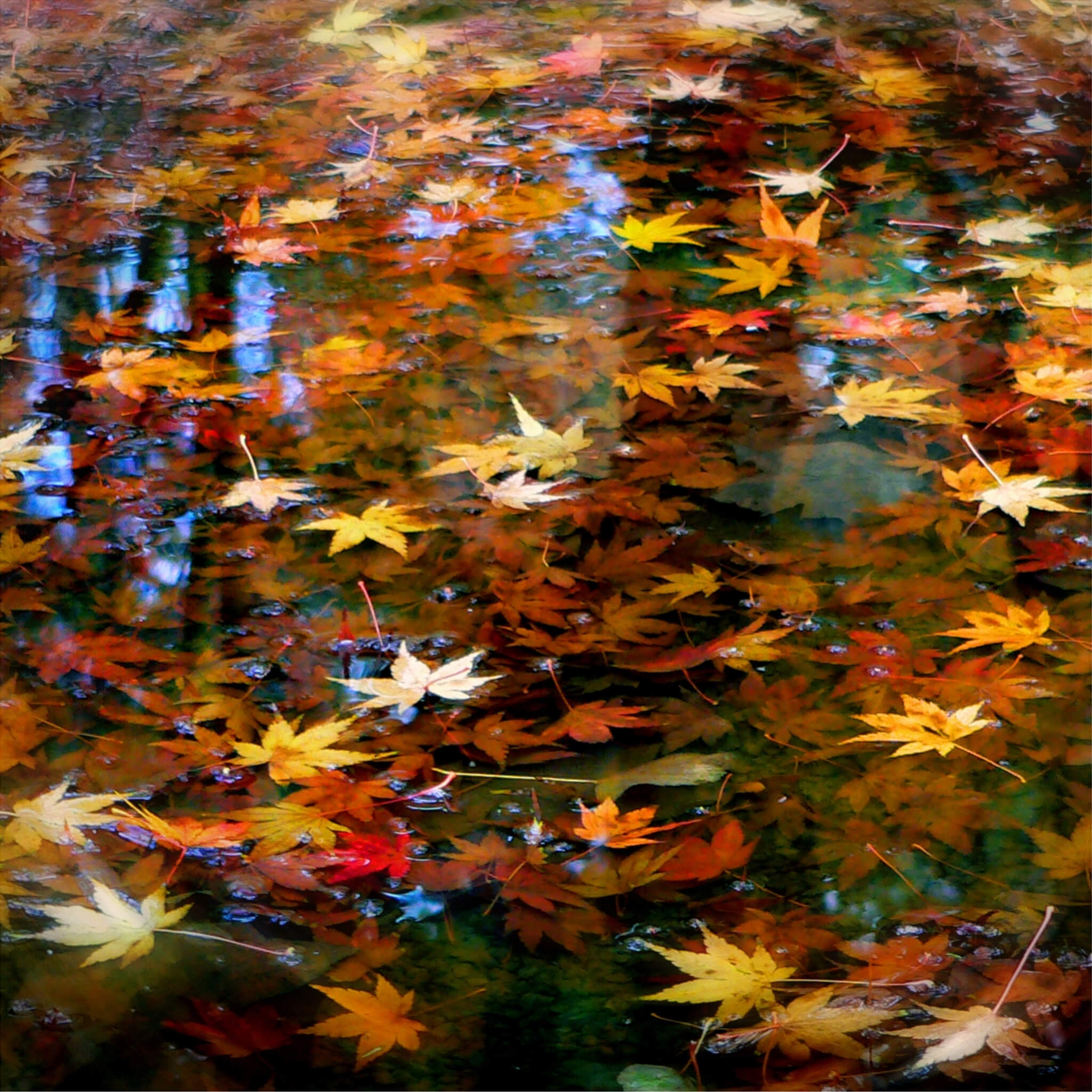 Картина осенних листьев. Листопад живопись. Осенние листья живопись. Живописные листья. Листва живопись.