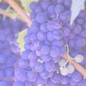 ぶどう4