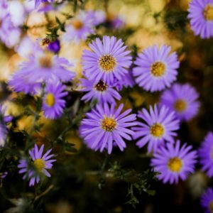 秋の淡い紫の花1