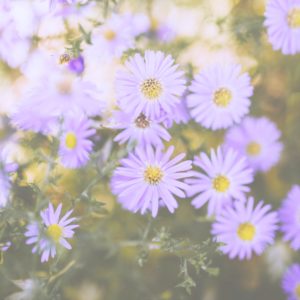 秋の淡い紫の花2