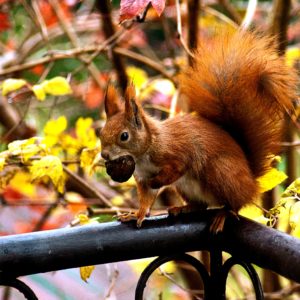 どんぐりとリス1