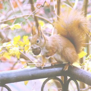 どんぐりとリス2