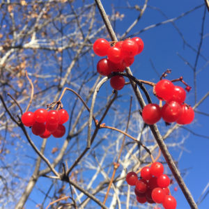 秋の赤い実1