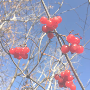 秋の赤い実2