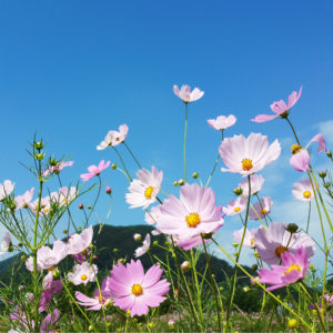 青空とコスモス1