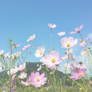 青空とコスモス2