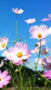 青空とコスモス1