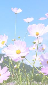 青空とコスモス2