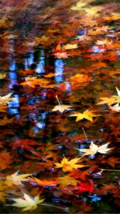 水に落ちた枯れ葉1