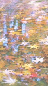 水に落ちた枯れ葉2