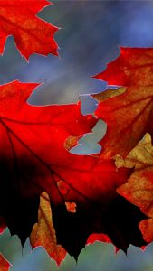 赤い葉3