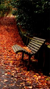 秋のベンチ2
