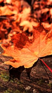 枯れ葉1