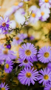 淡い紫の秋の花2