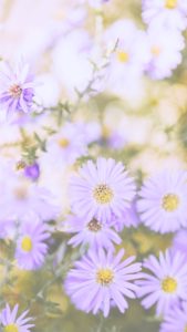 淡い紫の秋の花1