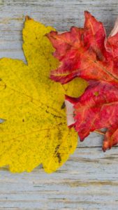 黄色とオレンジ色の落葉2