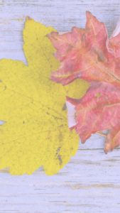 黄色とオレンジ色の落葉1