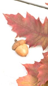 落葉とどんぐり2