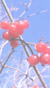 青空と赤い実1