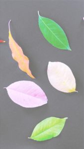 いろいろな色の落葉2