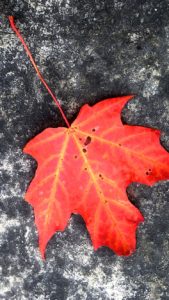 1枚の落葉1