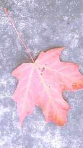 1枚の落葉2