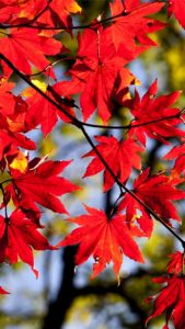赤い葉1