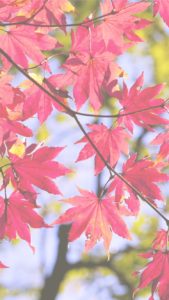 赤い葉2