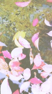 ピンク色の落葉2